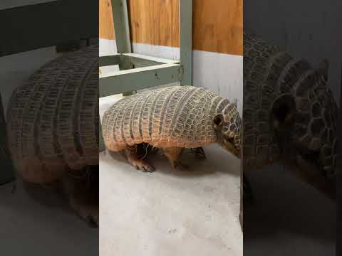 物を使って背中をかくアルマジロむっちゃん♪shorts アルマジロ 動物