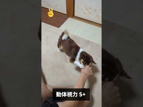 動体視力S+ shorts サムネイル