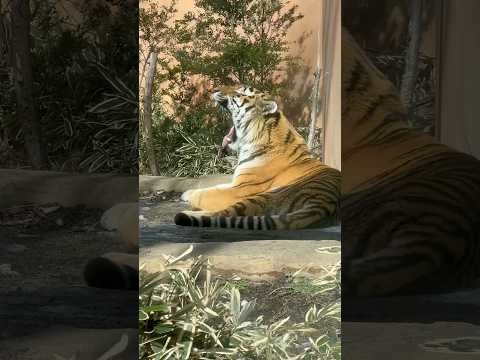 shorts あくびな令くん　アムールトラ🐯　那須どうぶつ王国　2026年1月11日 サムネイル