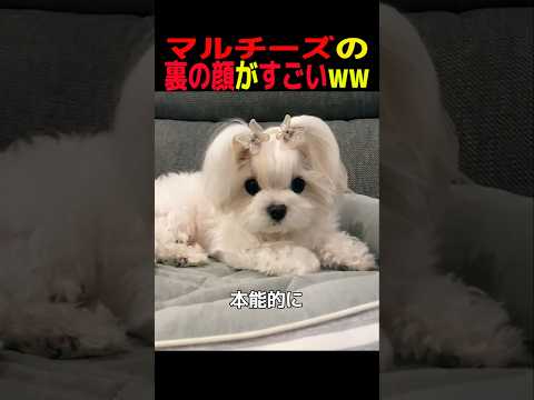 マルチーズの裏の顔がすごいww　#マルチーズ #笑える #癒し #犬のいる生活 #犬のいる暮らし #犬好きさんと繋がり… サムネイル