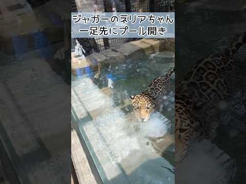 一足お先にプール開き🏊‍♀️ 東武動物公園 動物 かわいい 癒し ジャガー ネリア プール開き サムネイル