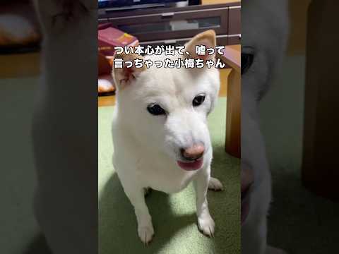 つい本心が出てお父さんに嘘って言っちゃった小梅ちゃん 白柴 柴犬 柴犬のいる暮らし shorts サムネイル