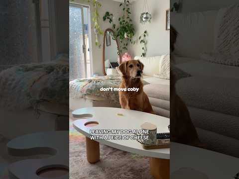 Dog-tor coby to rescue🛟goldenpup puppy goldenpupppy dogbree… サムネイル