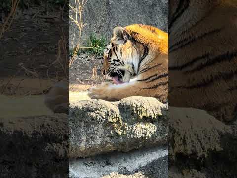 shorts アムールトラ🐯のサーシャちゃん　浜松市動物園　2026年2月14日　IMG 8408 サムネイル