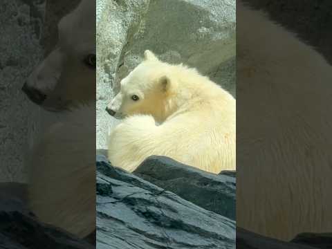 shorts コテんとモモ太くん　  ホッキョクグマの親子　男鹿水族館GAOにて　2026年5月23日 サムネイル