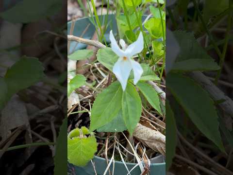 shorts スミレが咲きました〜　那須 サムネイル