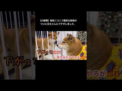全編はロング動画へ♪ 柴犬 サムネイル