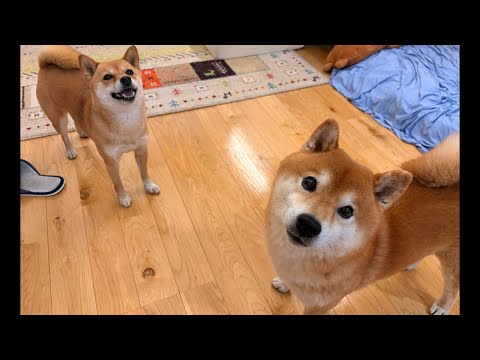 柴犬ハチとママは、皆さんに色々聞きたい事があるようです サムネイル
