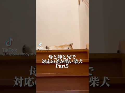 柴犬福 母と姉と兄とで対応の差が酷い柴犬🤣Sis,Mom,bro and Shiba🤣姉と柴 兄と柴 shorts 柴… サムネイル