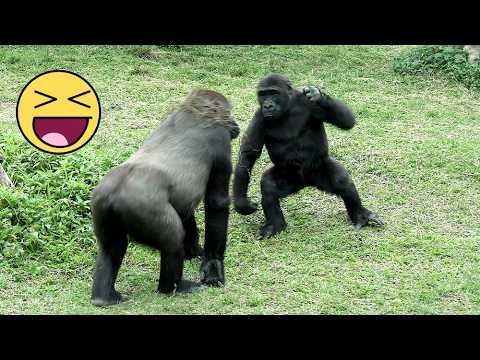 Funny Gorilla Ringo acts mischievous towards Iriki & Tayari…