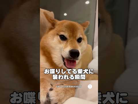 お喋りしてる柴犬に襲われる瞬間😂　柴犬　犬　かわいい犬 犬のいる暮らし 犬のいる暮らし サムネイル
