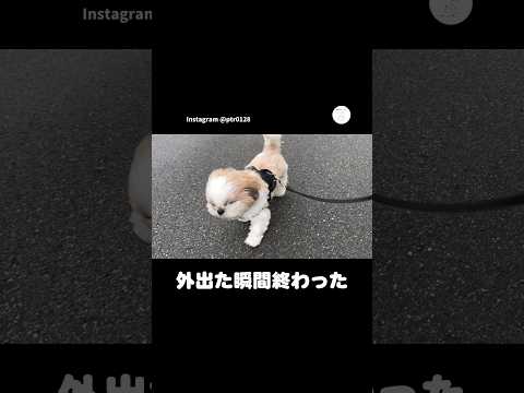 風強すぎて前に進めない犬　シーズー　犬　かわいい犬 面白い　犬のいる暮らし サムネイル