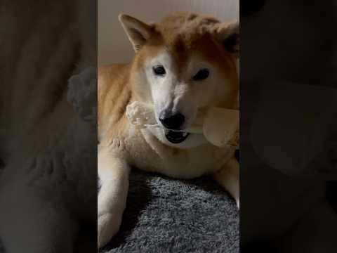 柴犬福 姉の期待に応えない柴犬🤣Sister and Shiba🤣姉と柴 shorts funny funnydog… サムネイル