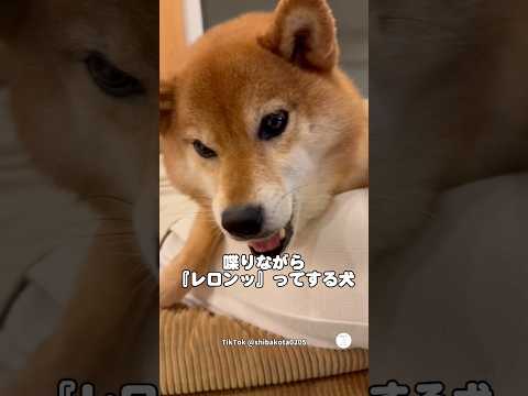 喋りながら『レロンッ』ってする柴犬　柴犬　犬　かわいい かわいい犬 犬のいる暮らし サムネイル