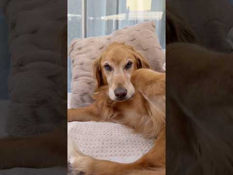 coming home to my golden retriever🥵 goldenretreiver dog ind… サムネイル