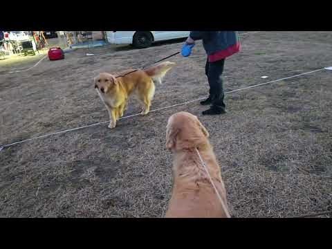 2026/2/28 ショー前ゴールデンレトリバーのストーン、ビス、イロハ、シンディー、 サムネイル