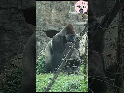 Ringo找D'jeeco 玩, D'jeeco 跑給他追 gorilla gorillatag taipeizoo… サムネイル
