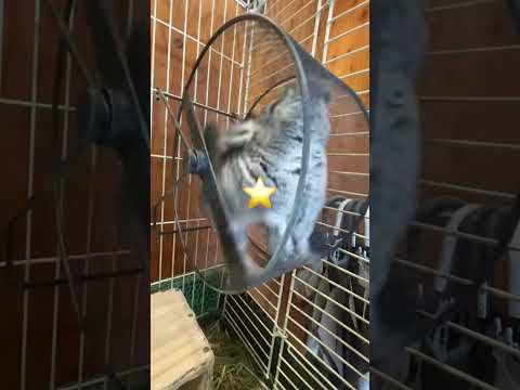 爆走チンチラ♫shorts 動物 動物園 サムネイル