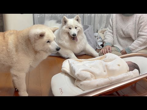 赤ちゃん妹を溺愛する柴犬姉さん、とびきりの愛を持って接する サムネイル