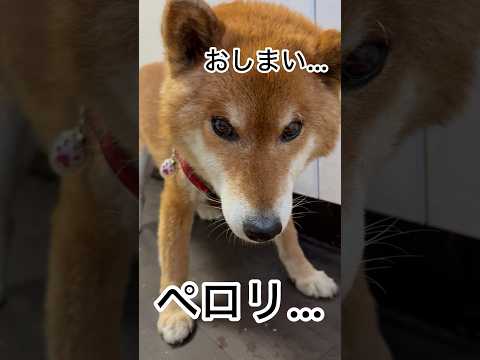 ’26.4.21 力丸の食欲… 柴犬 shibainu 柴犬のいる暮らし 柴犬の日常 食べる犬 カメラ目線 力丸 サムネイル