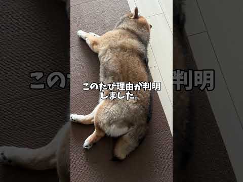 柴犬の身体に浮き上がるまさかの模様がすごい！ サムネイル