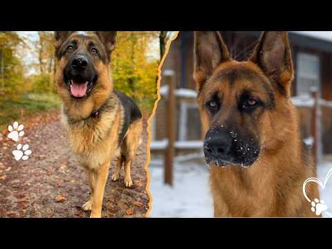 German Shepherd Grooming Mistakes You MUST Avoid サムネイル