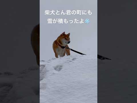 柴犬とん君のワクワクが止まらない　柴犬　柴犬とん サムネイル