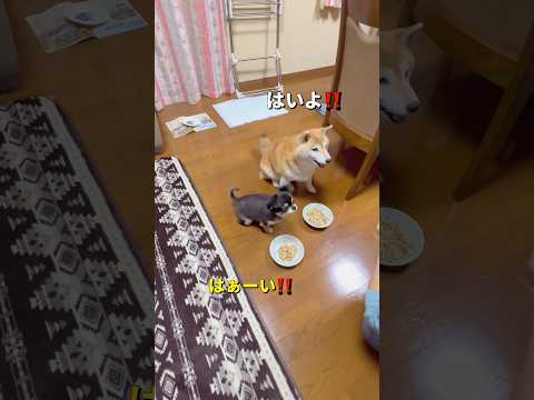 ばぁばのお家は至れり尽くせり🐶❤️柴犬 チワワ shorts サムネイル