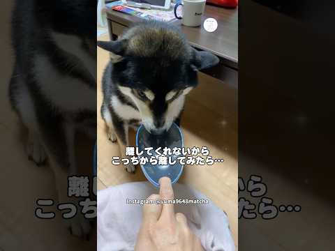 執念。ぷっちょを絶対に離さない柴犬　　柴犬　黒柴　犬　面白い　かわいい犬