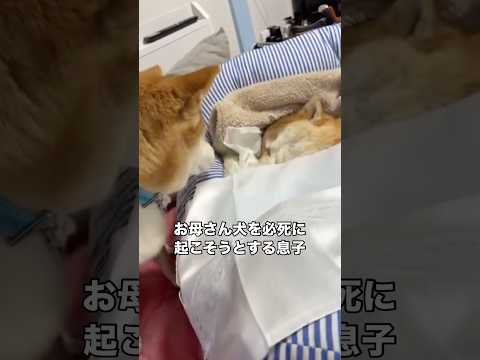 脳腫瘍で急逝した母犬にどうしても起きてほしくてずっと傍に寄り添う息子犬 柴犬 母犬 shorts サムネイル