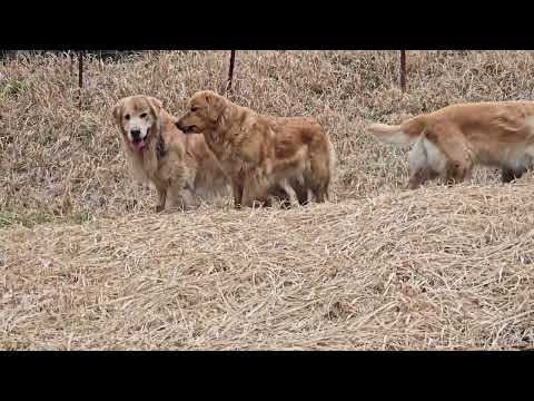 田んぼで思い切り遊ぶゴールデンレトリバー３頭はトン君（ストーン）、ビス、イロハ。 サムネイル