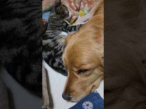 くつろぐ子猫と２歳のゴールデンレトリバー  ゴールデンレトリバー 大型犬のいる生活 癒し goldenretrieve… サムネイル