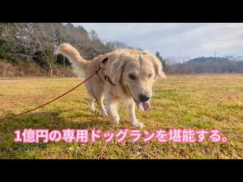 1億円の専用ドッグランを堪能する贅沢な犬。ゴールデンレトリバーティト サムネイル