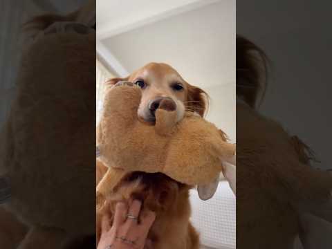 coming home to my golden retriever🥵 goldenretreiver dog ind… サムネイル