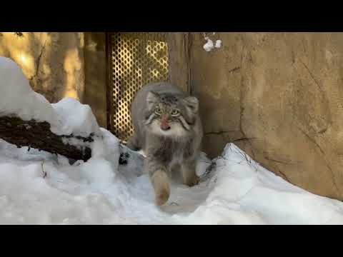 雪を気にせず動き回る❣️ナゴムくん　マヌルネコ　那須どうぶつ王国　2026年1月12日 サムネイル