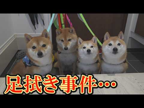 自分の順番を座って待つおりこうな柴犬達。しかし、目立ちたがり屋の乱入で台無しになりました・・・