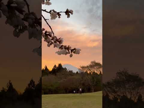shorts 暮れる富士山に山桜ゆれる　足柄SA上り線にて　2026年4月5日