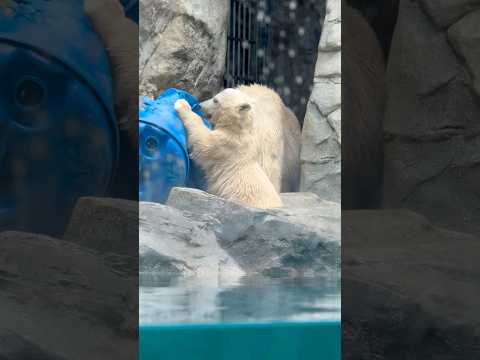 shorts モモちゃんママとモモ太くん　  ホッキョクグマの親子　男鹿水族館GAOにて　2026年5月22日 サムネイル