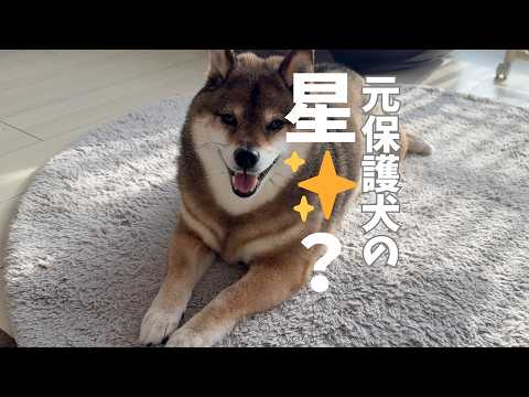元保護犬の花さんに色々聞いてみた？ サムネイル