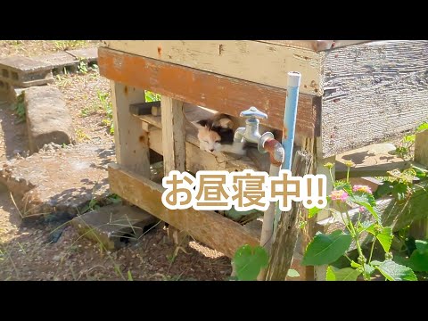 おやおや近所の野良猫に気が付かないのかい。ゴールデンレトリバーティト サムネイル