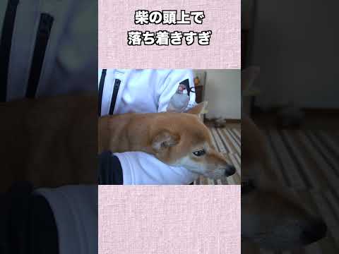 柴の頭上で 落ち着きすぎ文鳥　神戸 柴犬 文鳥