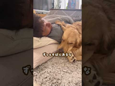 シンの1番落ち着く場所 ゴールデンレトリバー 大型犬のいる生活 大型犬と子供 goldenretreiver サムネイル