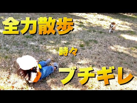 ２歳児が柴犬と全力散歩。ただ…散歩拒否をされるとブチギレる２歳児 サムネイル