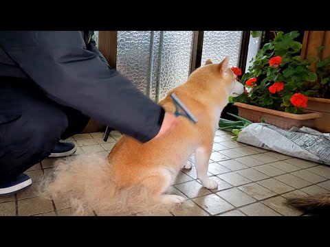 モモさん茶の間出禁につき玄関で床屋さん回 サムネイル