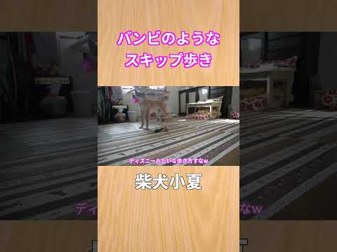 バンビのようなスキップ歩き 神戸 柴犬 shibainu サムネイル