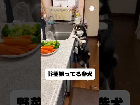 二足歩行で野菜を狙ってる柴犬　柴犬　黒柴　犬　かわいい犬 犬のいる暮らし サムネイル