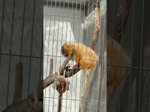 shorts エリオくん いつもは、なかなかバックヤードから移動してくれないのですヨ〜！ゴールデンライオンタマリン　小… サムネイル