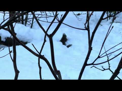 雪原とリス🐿️ ニホンリス　那須どうぶつ王国にて　2026年1月12日 サムネイル