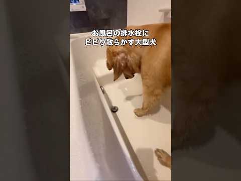 浴槽の中で不自然に動く謎の物体にビビり散らかしてしまう大型犬 ゴールデンレトリバー 大型犬 超大型犬 shorts サムネイル