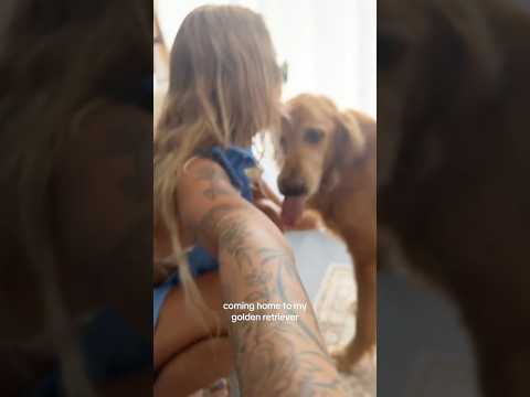 coming home to my golden retriever🥵goldenretreivers dog pup… サムネイル